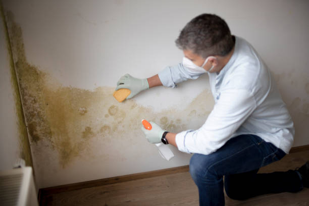 Best Crawl Space Mold Remediation  in Stevens Point, WI